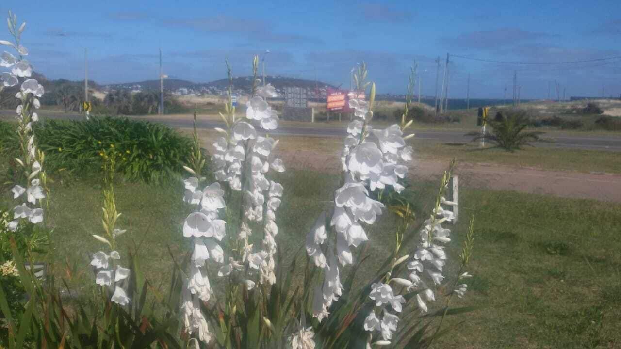 Playa Grande Hotell Piriápolis Eksteriør bilde